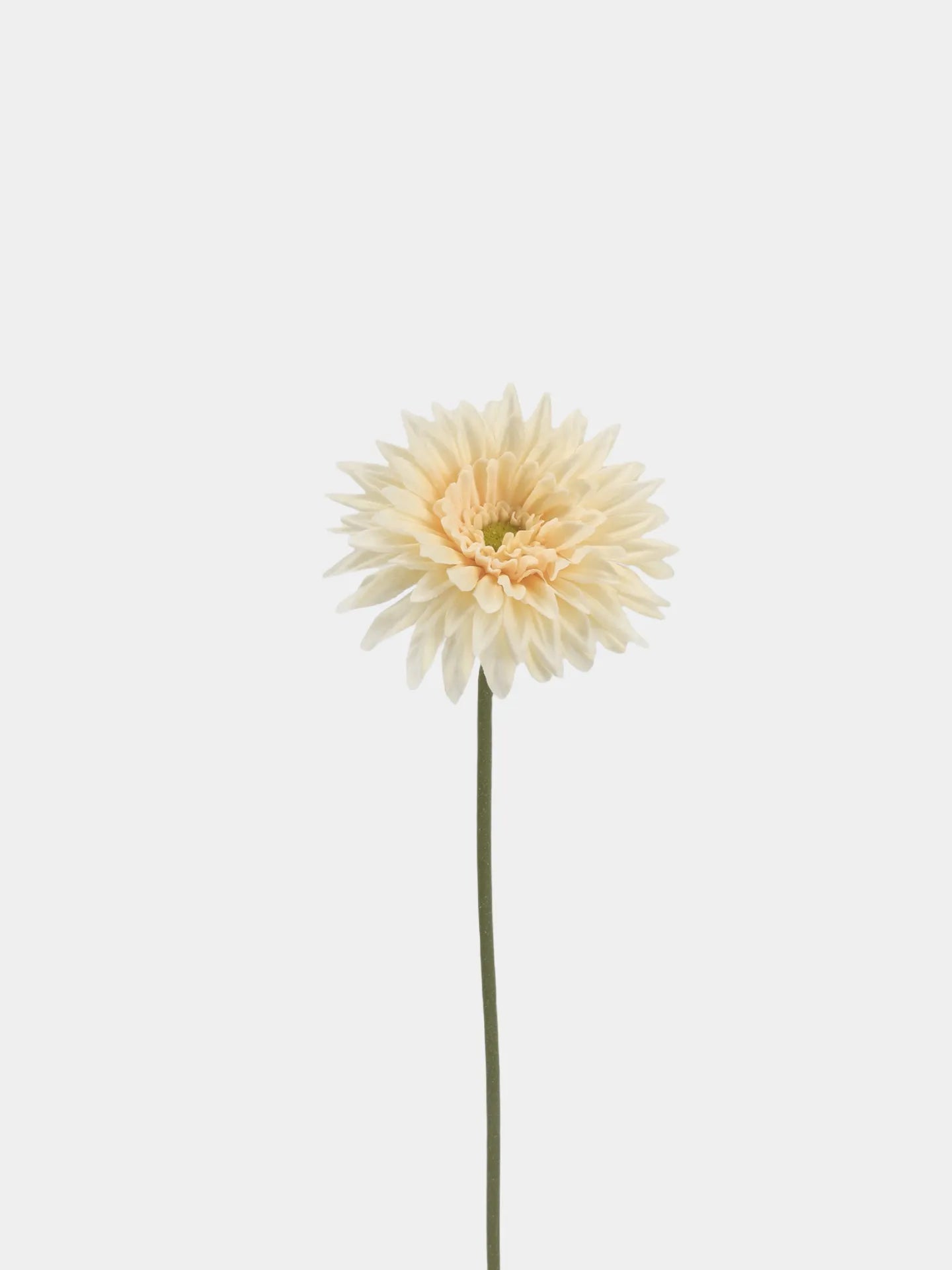 Real Touch Gerbera Daisy Flower –  Champagne 22"