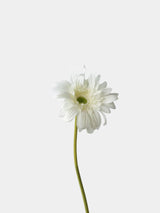 Real Touch Gerbera Daisy Stem – 26"