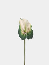 Real Touch Large Anthurium Flower Stem – 26"/65cm