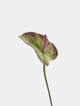 Real Touch Large Anthurium Flower Stem – 26"/65cm