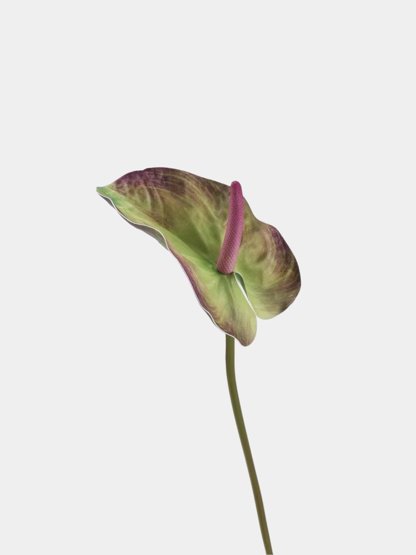 Real Touch Large Anthurium Flower Stem – 26"/65cm