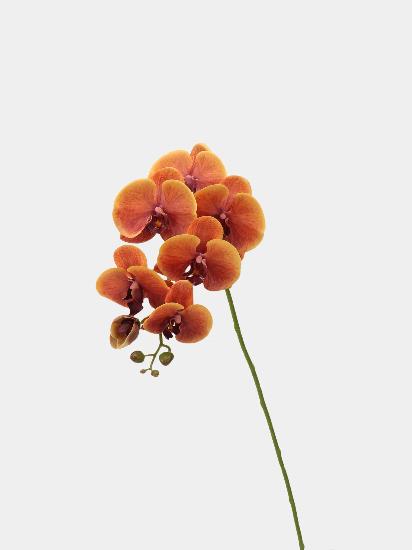 Real Touch Large Butterfly Orchid Flower Stem –Orange
