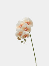 Real Touch Large Butterfly Orchid Flower Stem –Orange