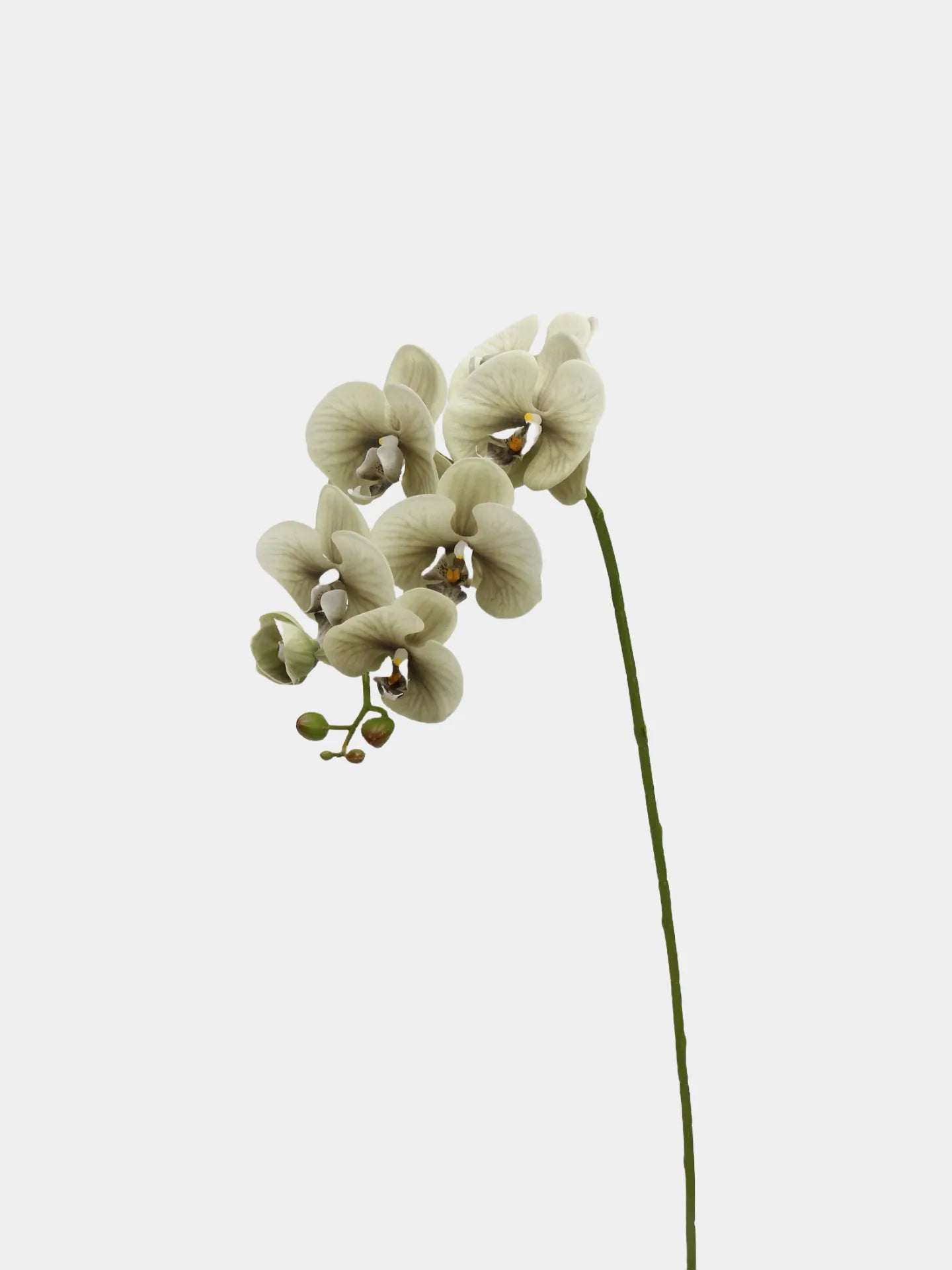 Real Touch Large Butterfly Orchid Flower Stem–Pale Green