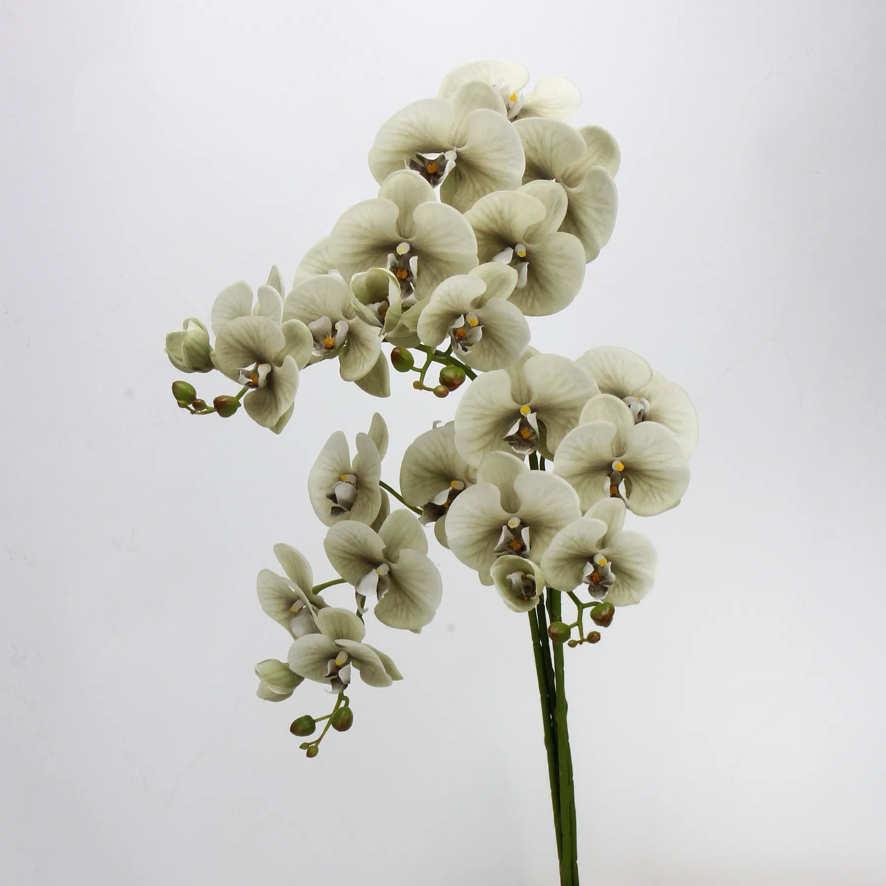 Real Touch Large Butterfly Orchid Flower Stem–Pale Green