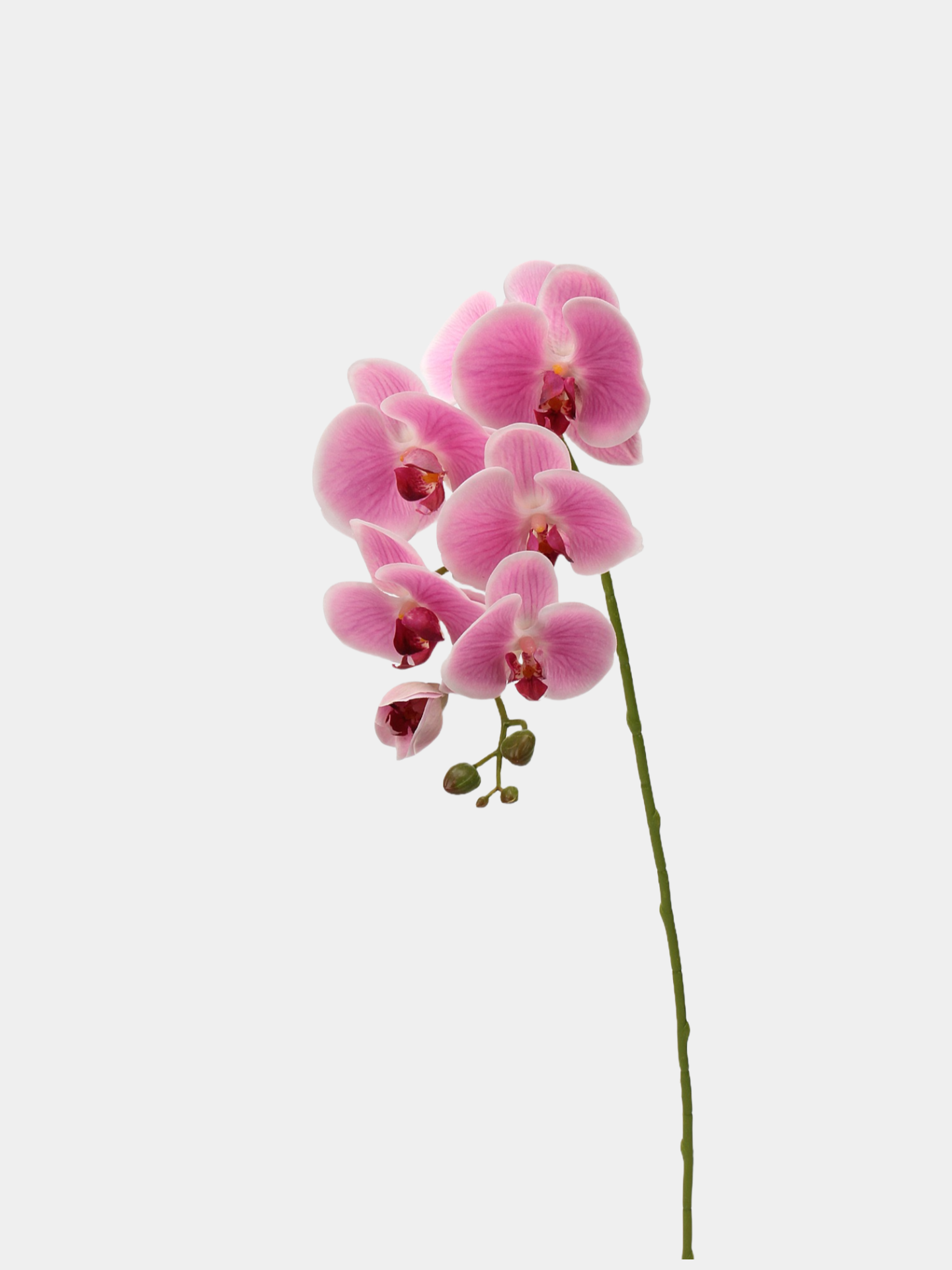 リアルタッチフェイク大きなバタフライオーキッドの花 – ピンク