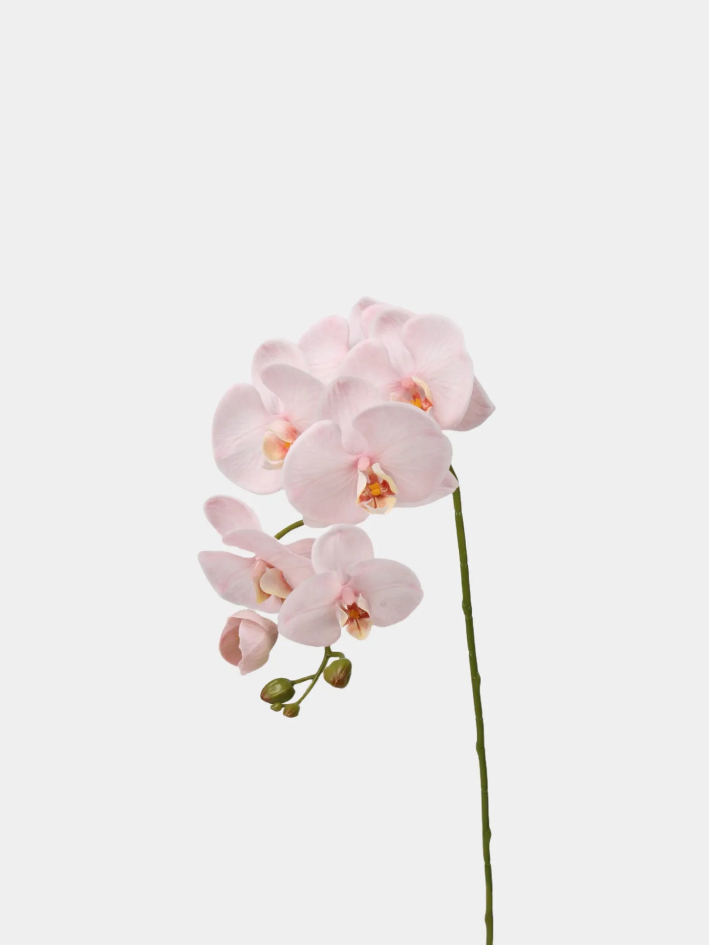 リアルタッチフェイク大きなバタフライオーキッドの花 – ピンク