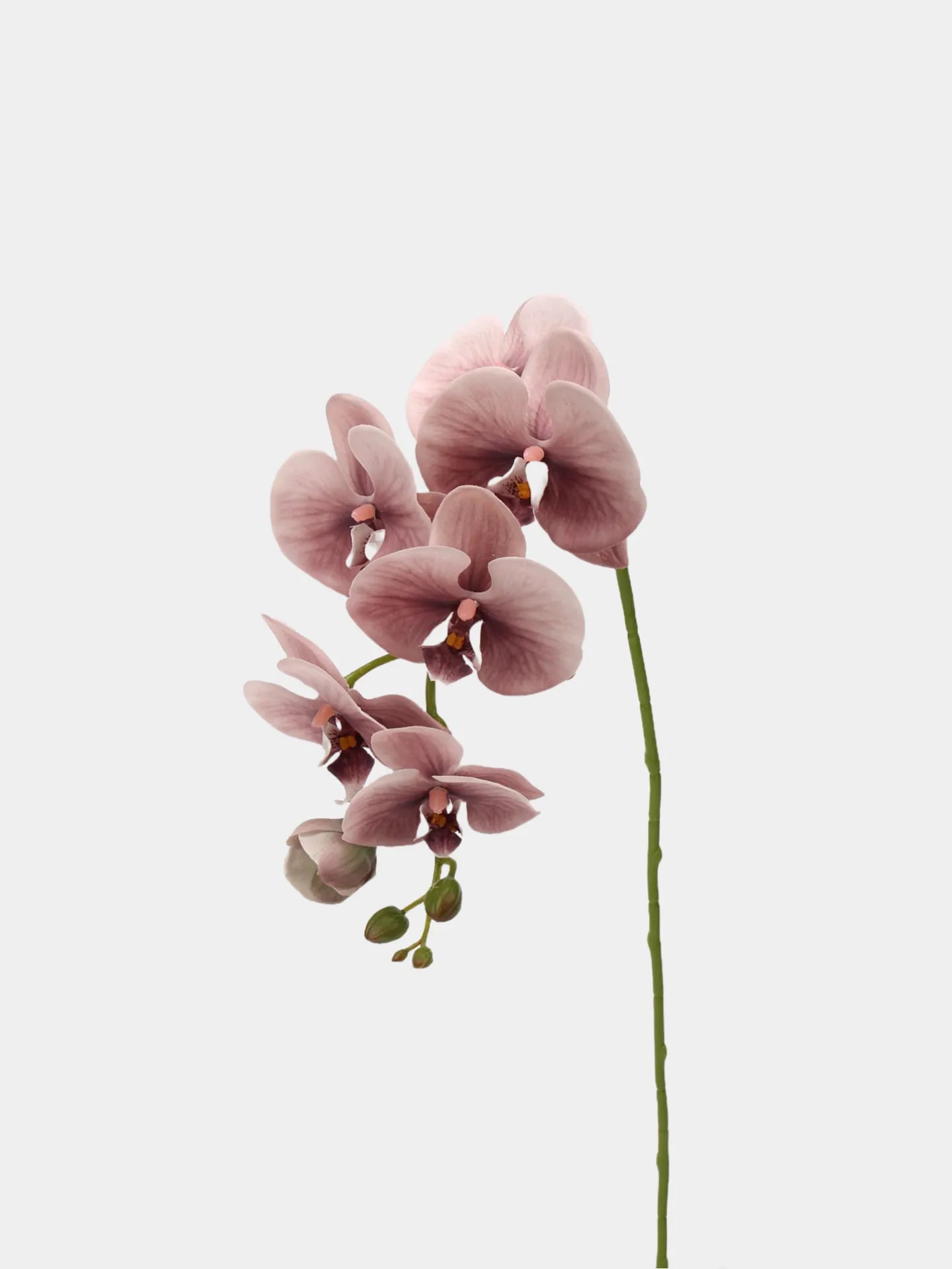 Real Touch Large Butterfly Orchid Flower Stem–Peach Pink