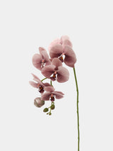 Real Touch Large Butterfly Orchid Flower Stem–Peach Pink