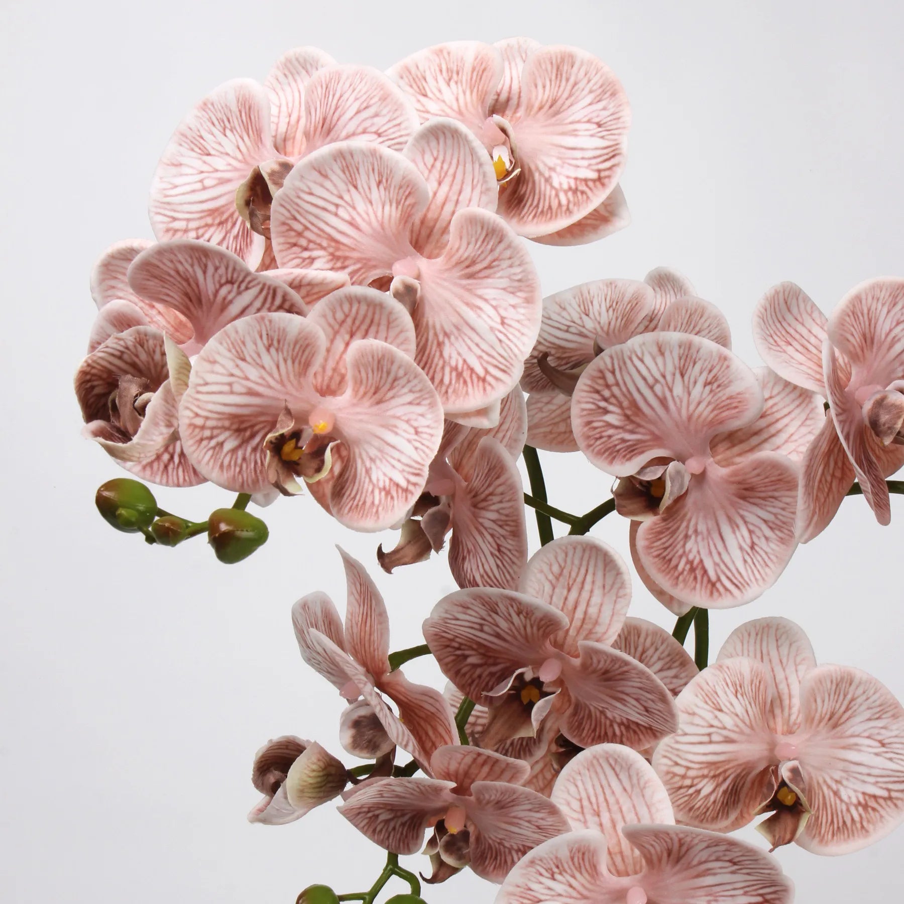 Real Touch Large Butterfly Orchid Flower Stem–Peach Pink