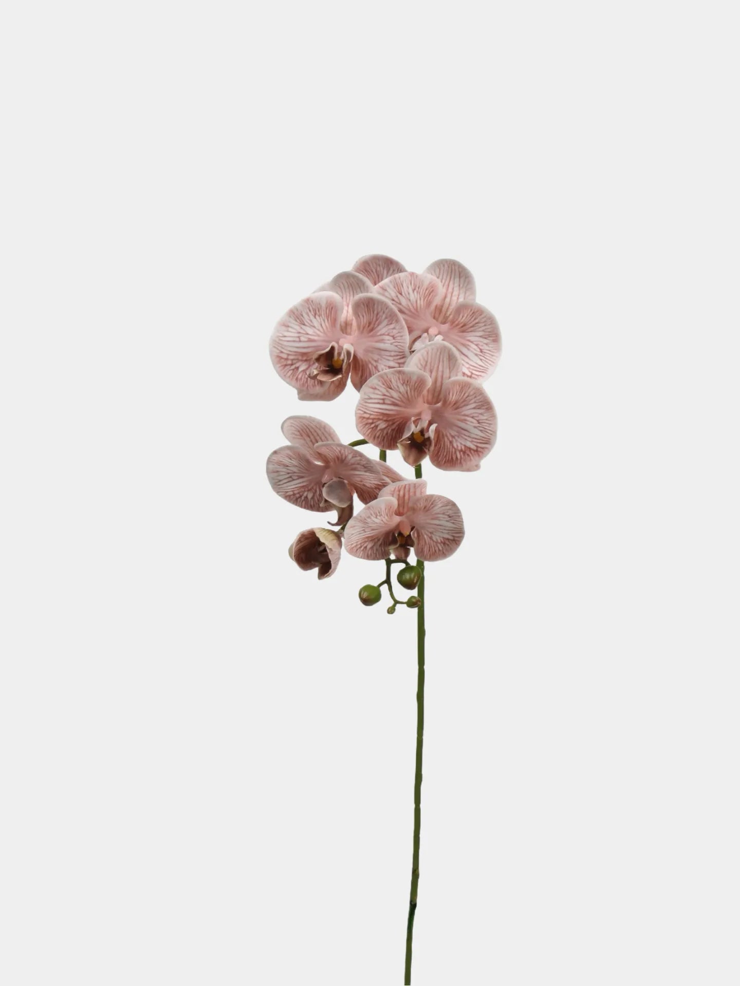 Real Touch Large Butterfly Orchid Flower Stem–Peach Pink