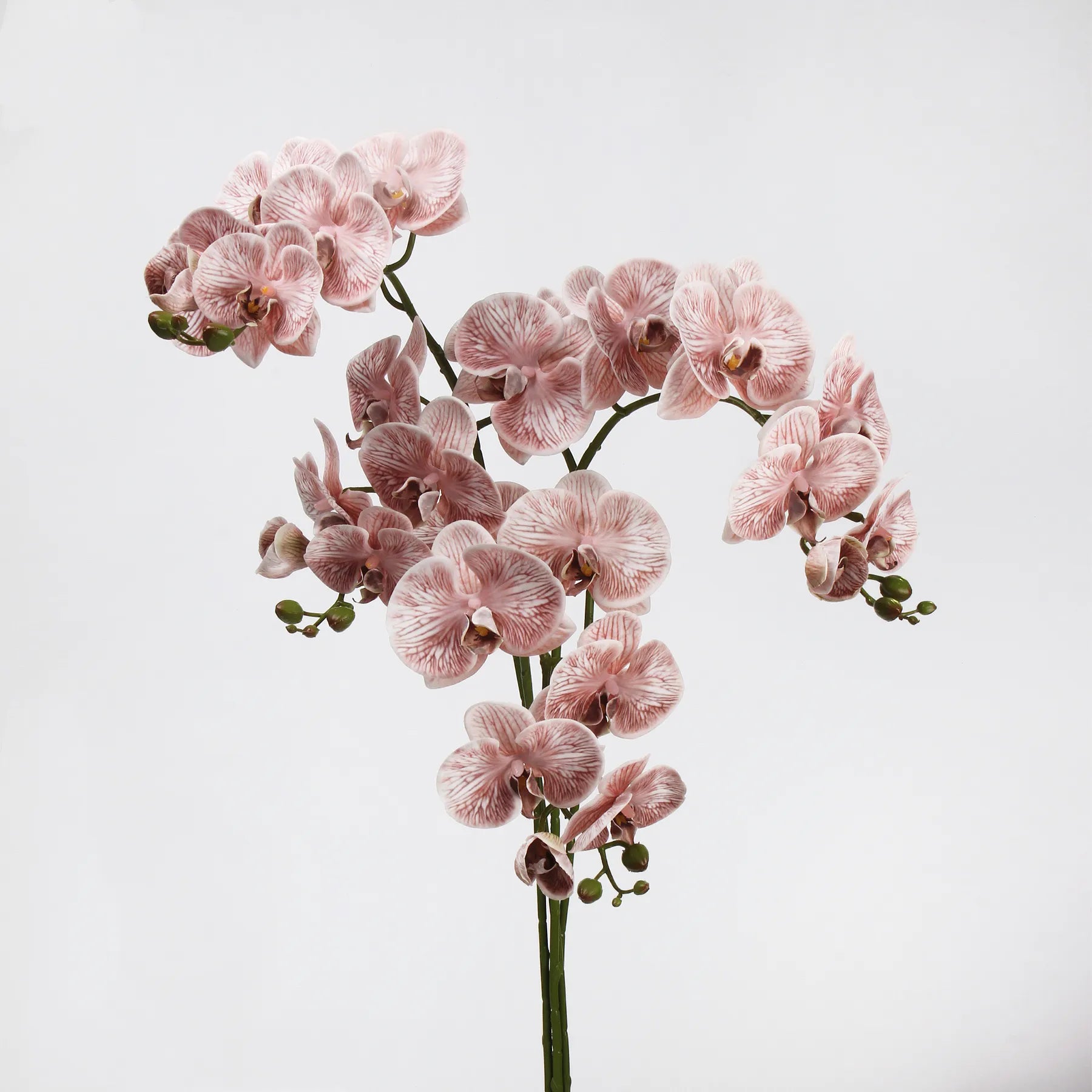 Real Touch Large Butterfly Orchid Flower Stem–Peach Pink