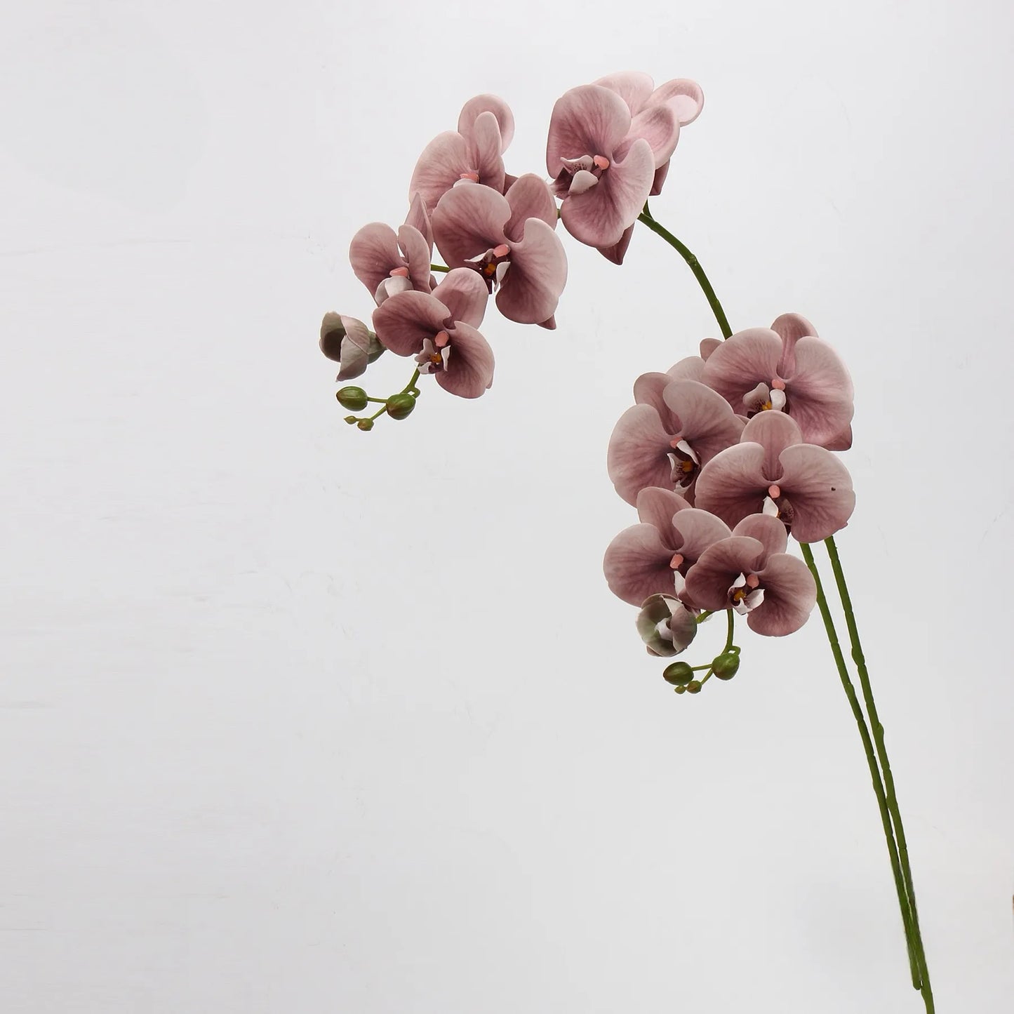 Real Touch Large Butterfly Orchid Flower Stem–Peach Pink