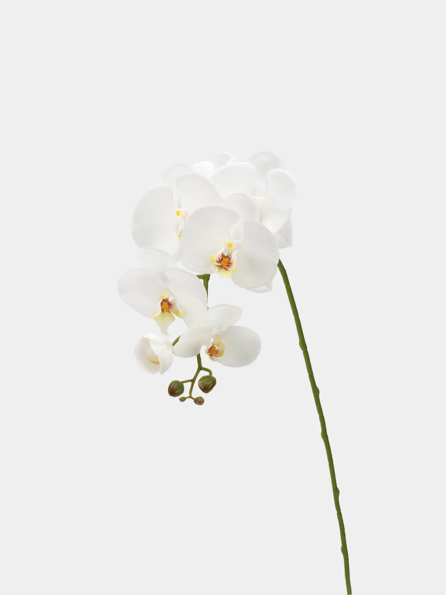 Real Touch Large Butterfly Orchid Flower Stem–White