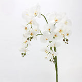 Real Touch Large Butterfly Orchid Flower Stem–White