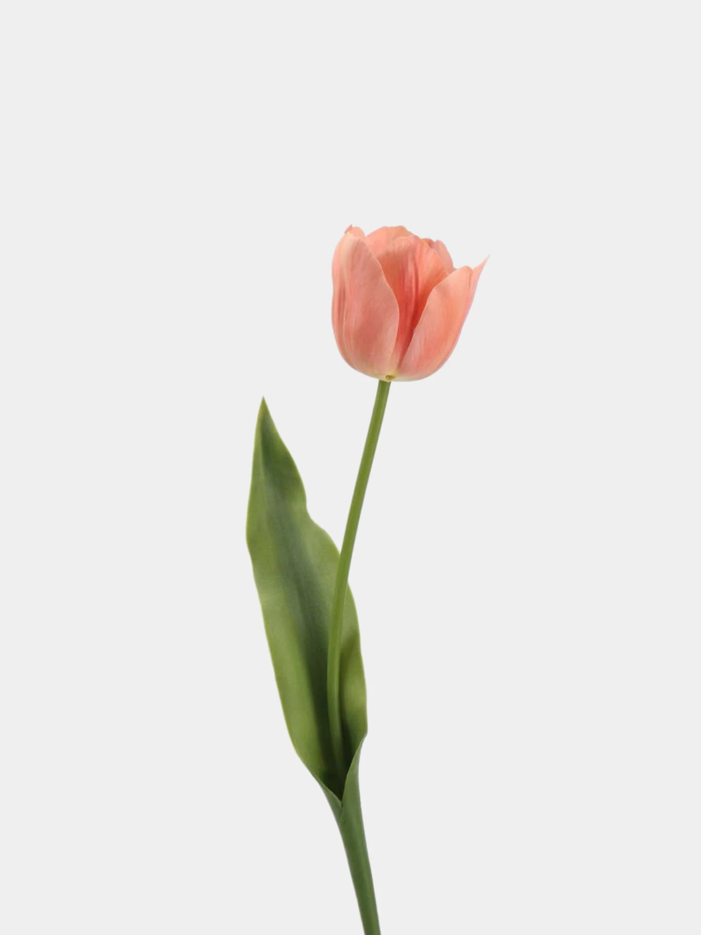 Real Touch Large Tulip Flower Stem – 24"/62cm