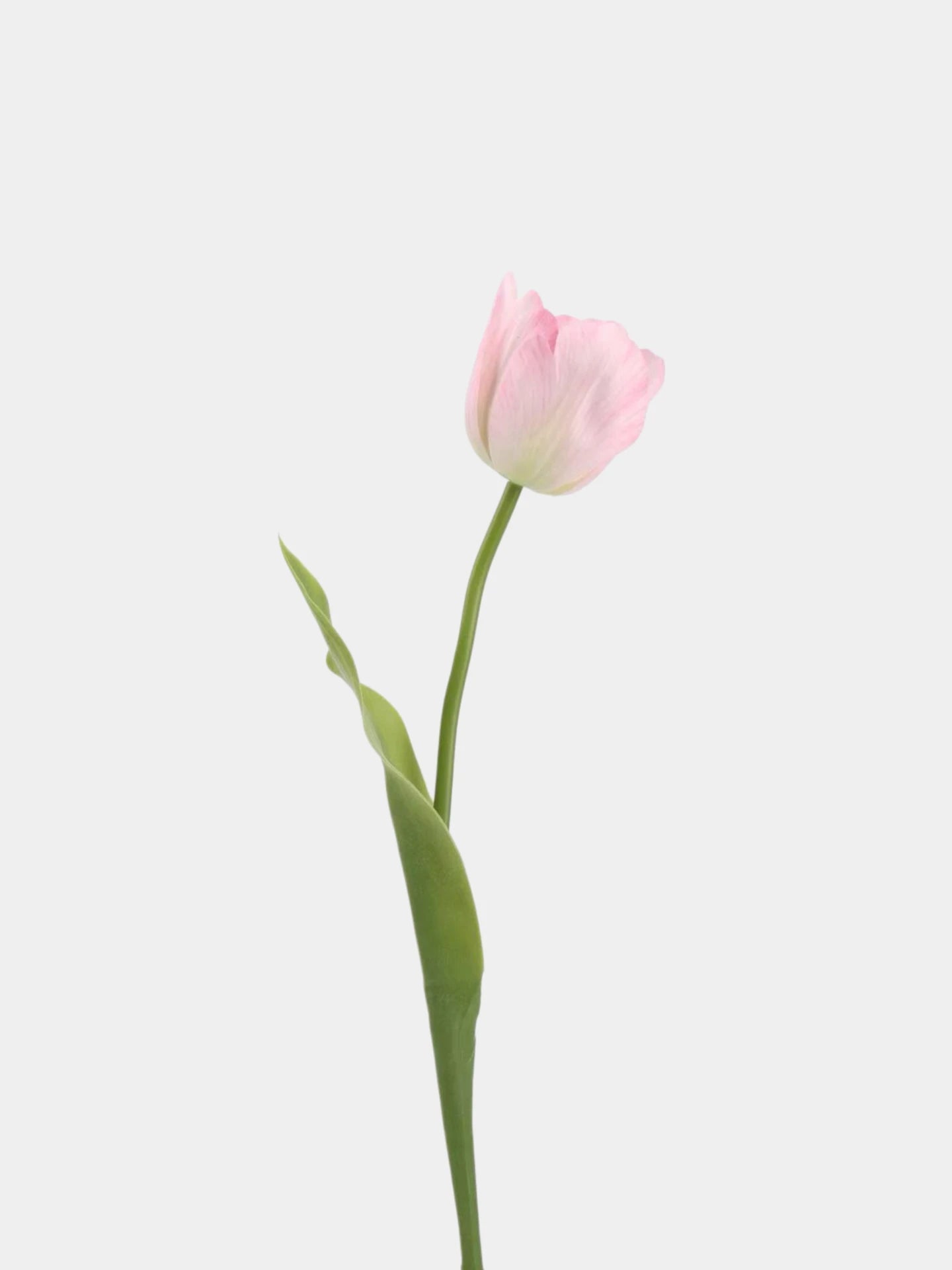 Real Touch Large Tulip Flower Stem – 24"/62cm