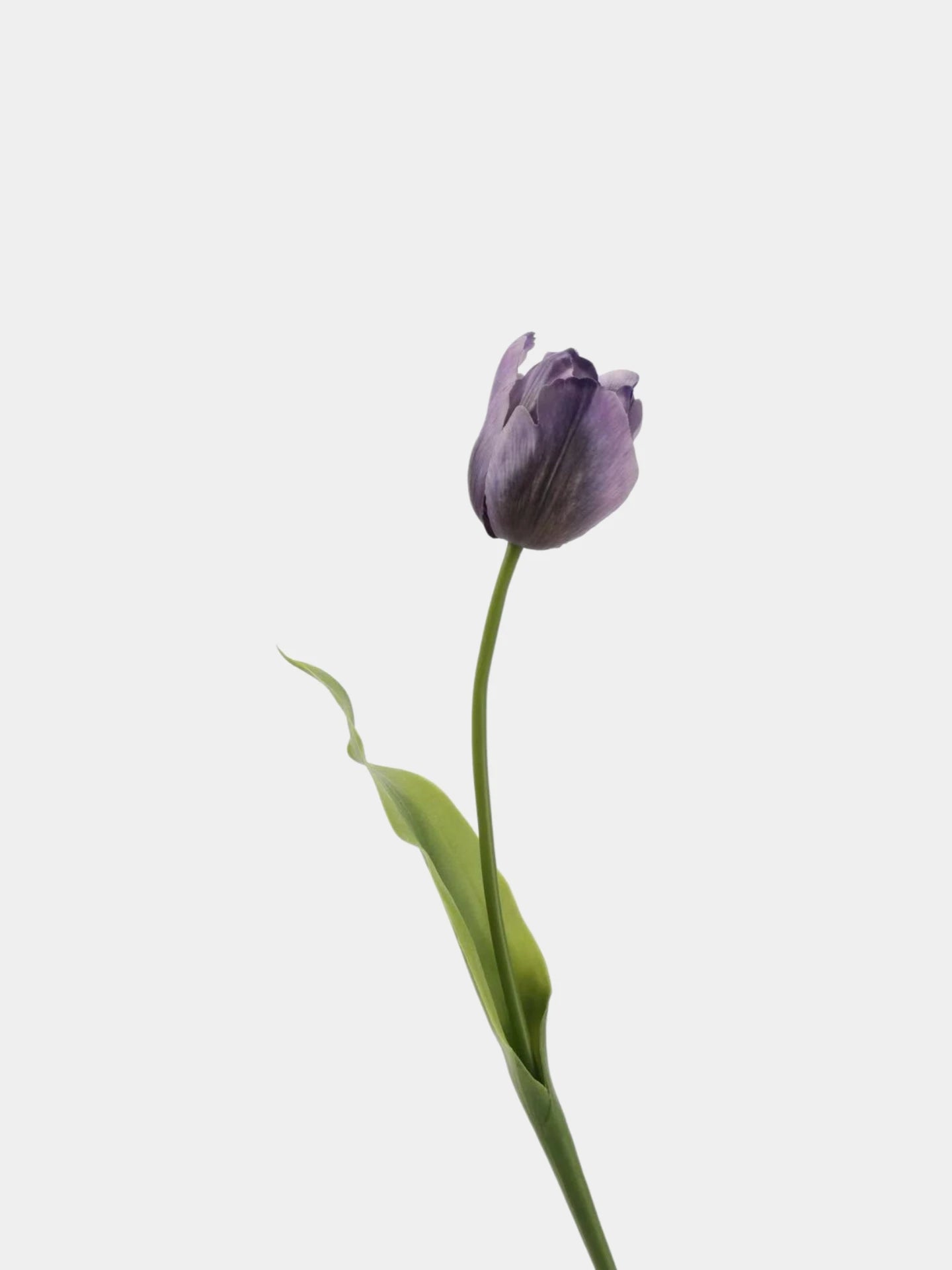 Real Touch Large Tulip Flower Stem – 24"/62cm