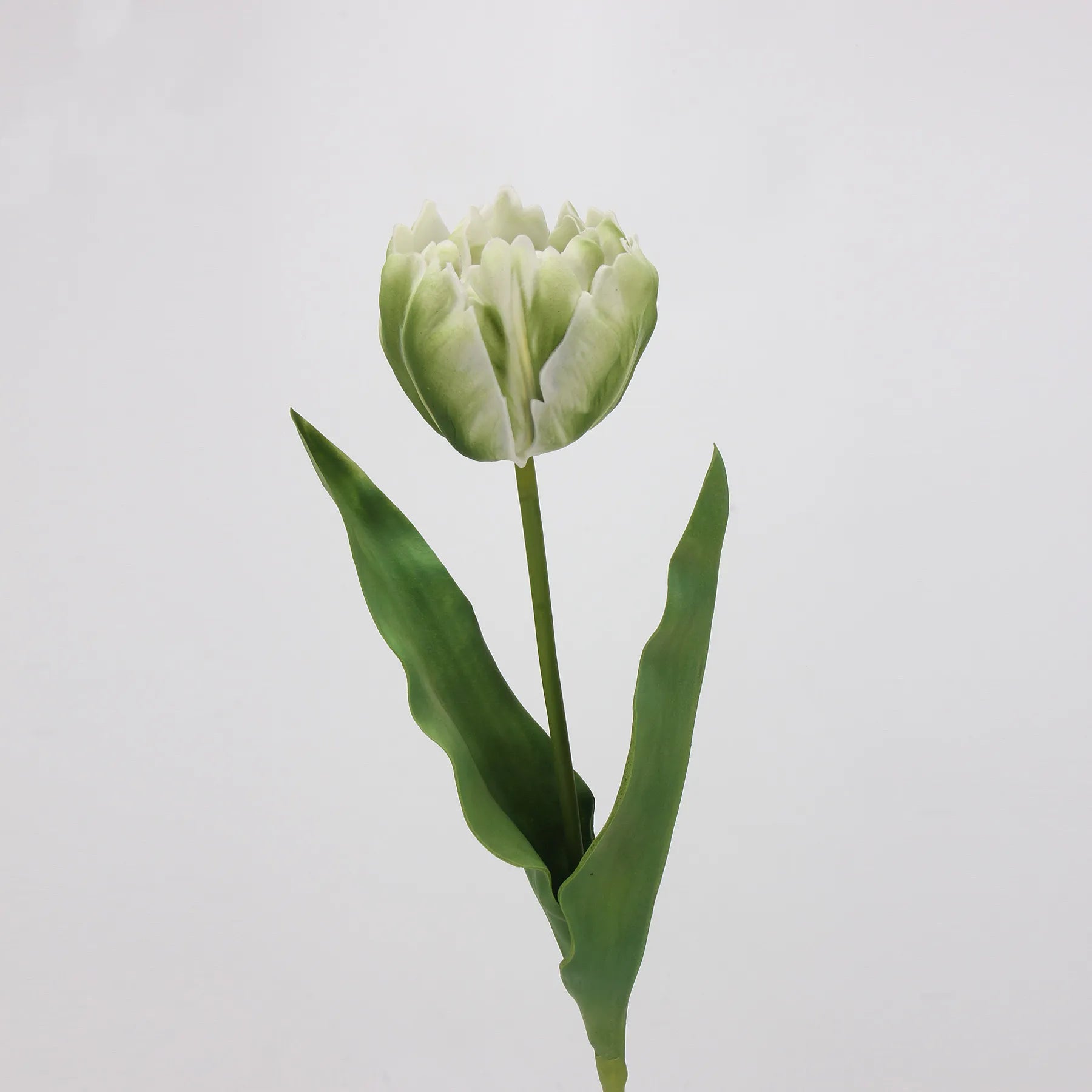 Real Touch Parrot Tulip Flower – White/Green 23.6"