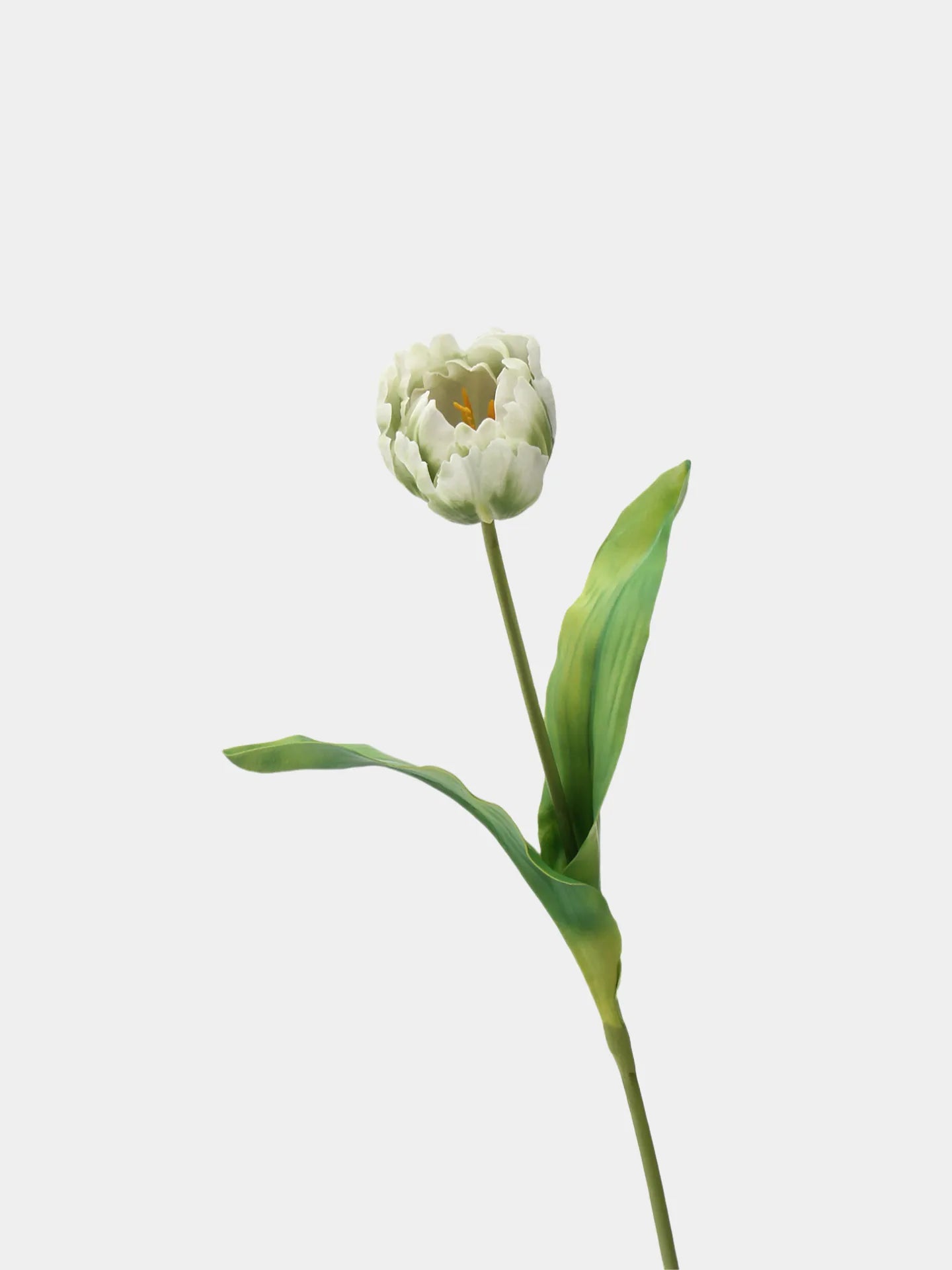 Real Touch Parrot Tulip Flower – White/Green 23.6"