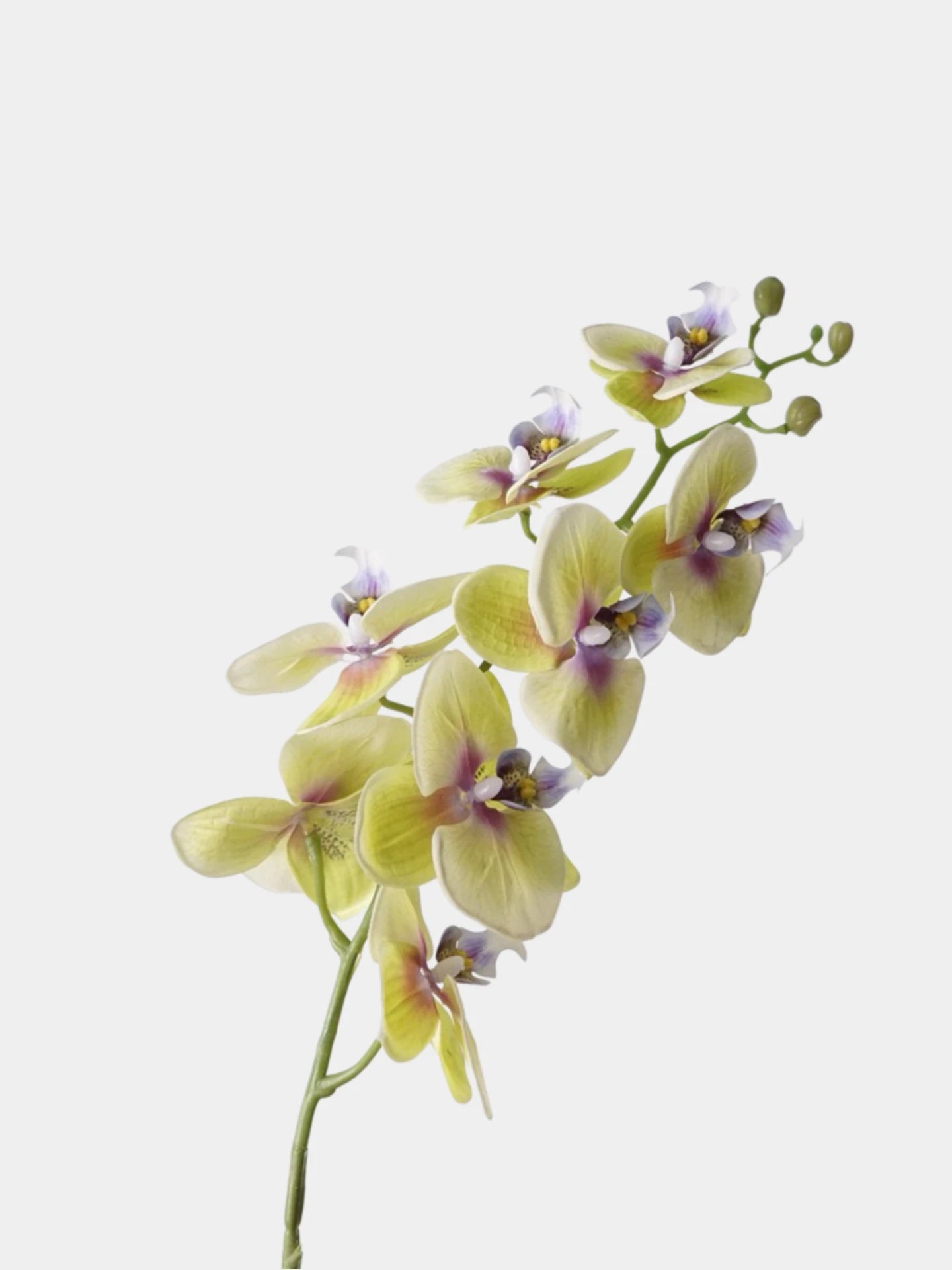Real Touch Phalaenopsis Moth Orchid Stem– 31 "