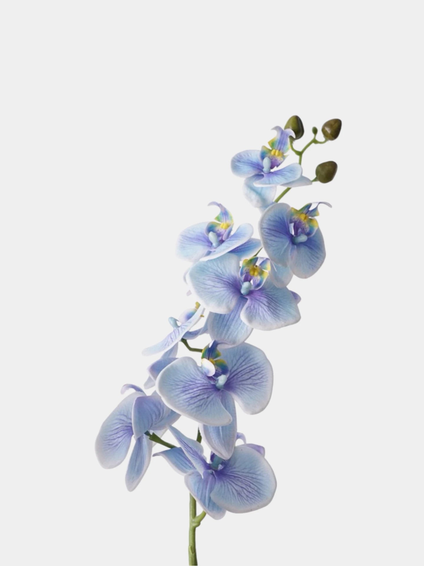 Real Touch Phalaenopsis Moth Orchid Stem– 31 "