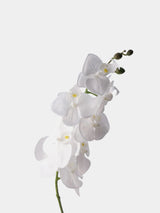 Real Touch Phalaenopsis Moth Orchid Stem– 31 "