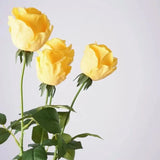 Real Touch Pink Lady Rose Stem  –25"