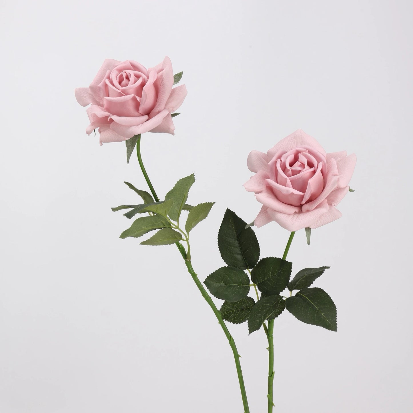 Echte Rosenstiel – 63,5 cm