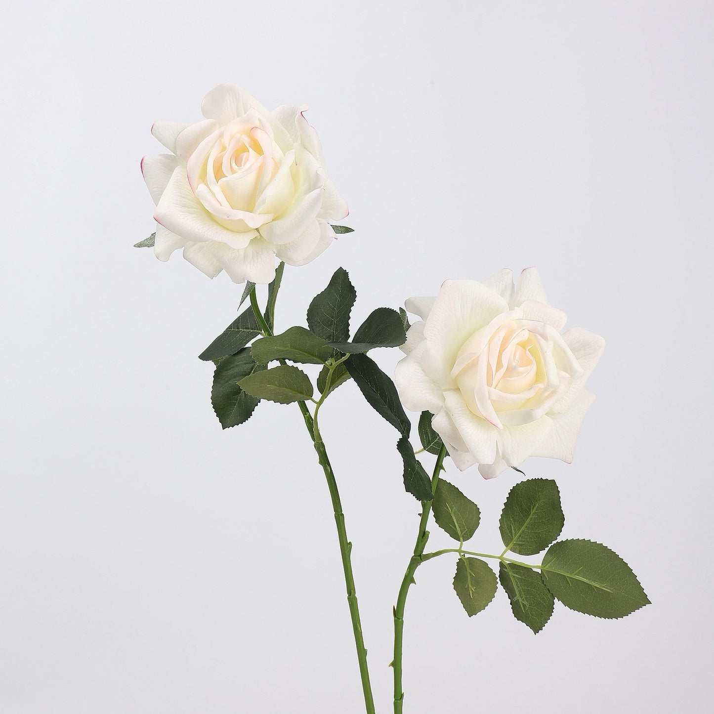 Echte Rosenstiel – 63,5 cm