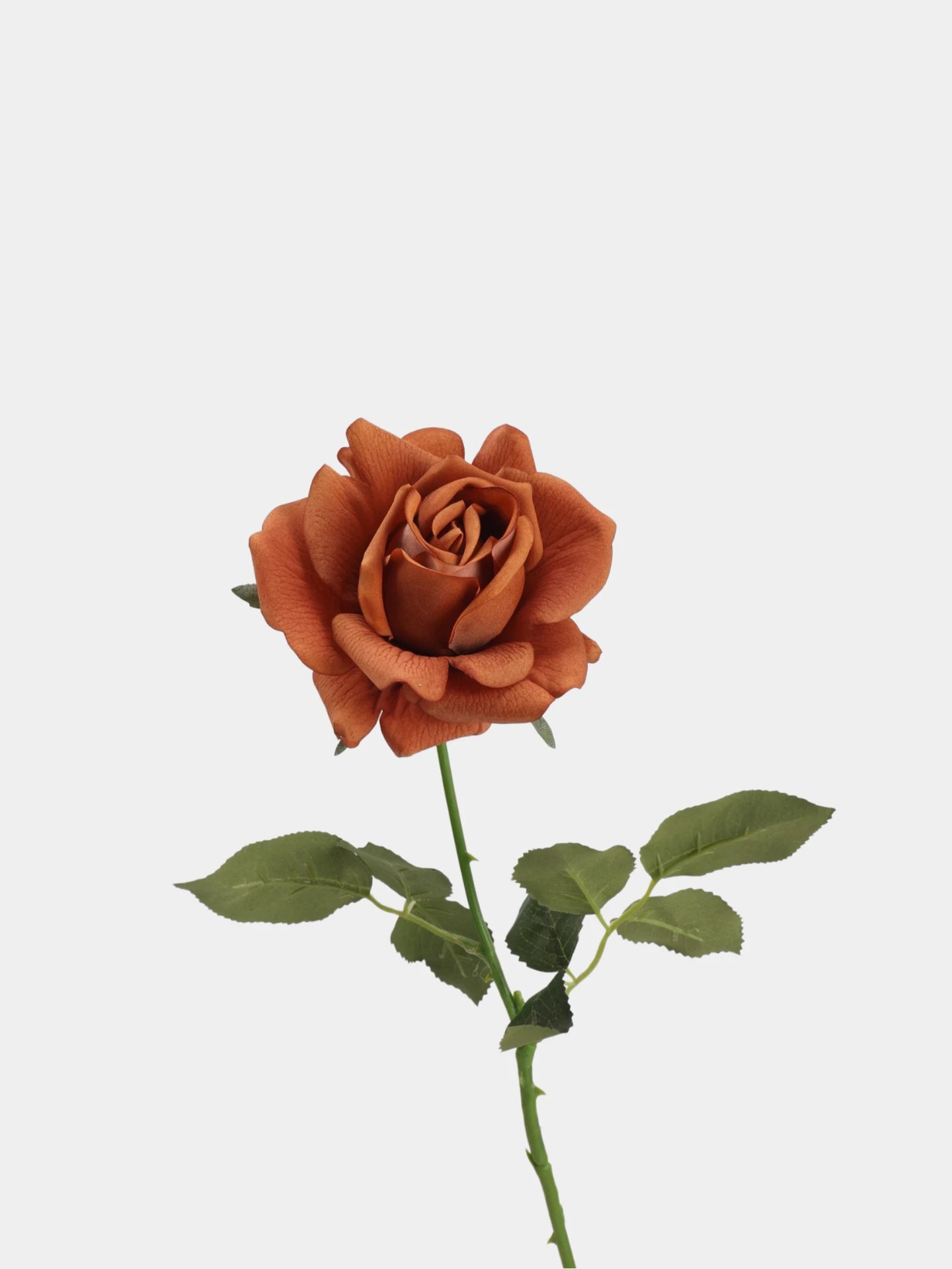 Echte Rosenstiel – 63,5 cm