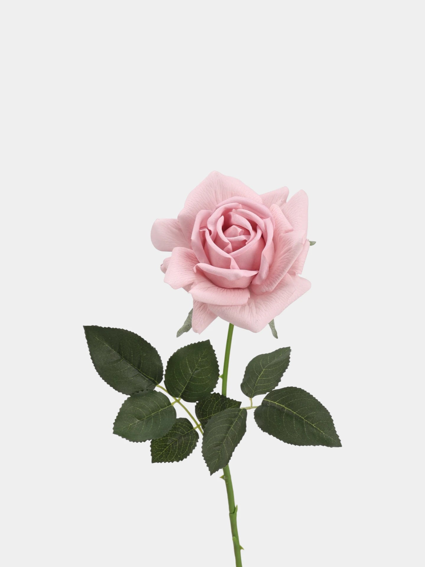 Echte Rosenstiel – 63,5 cm
