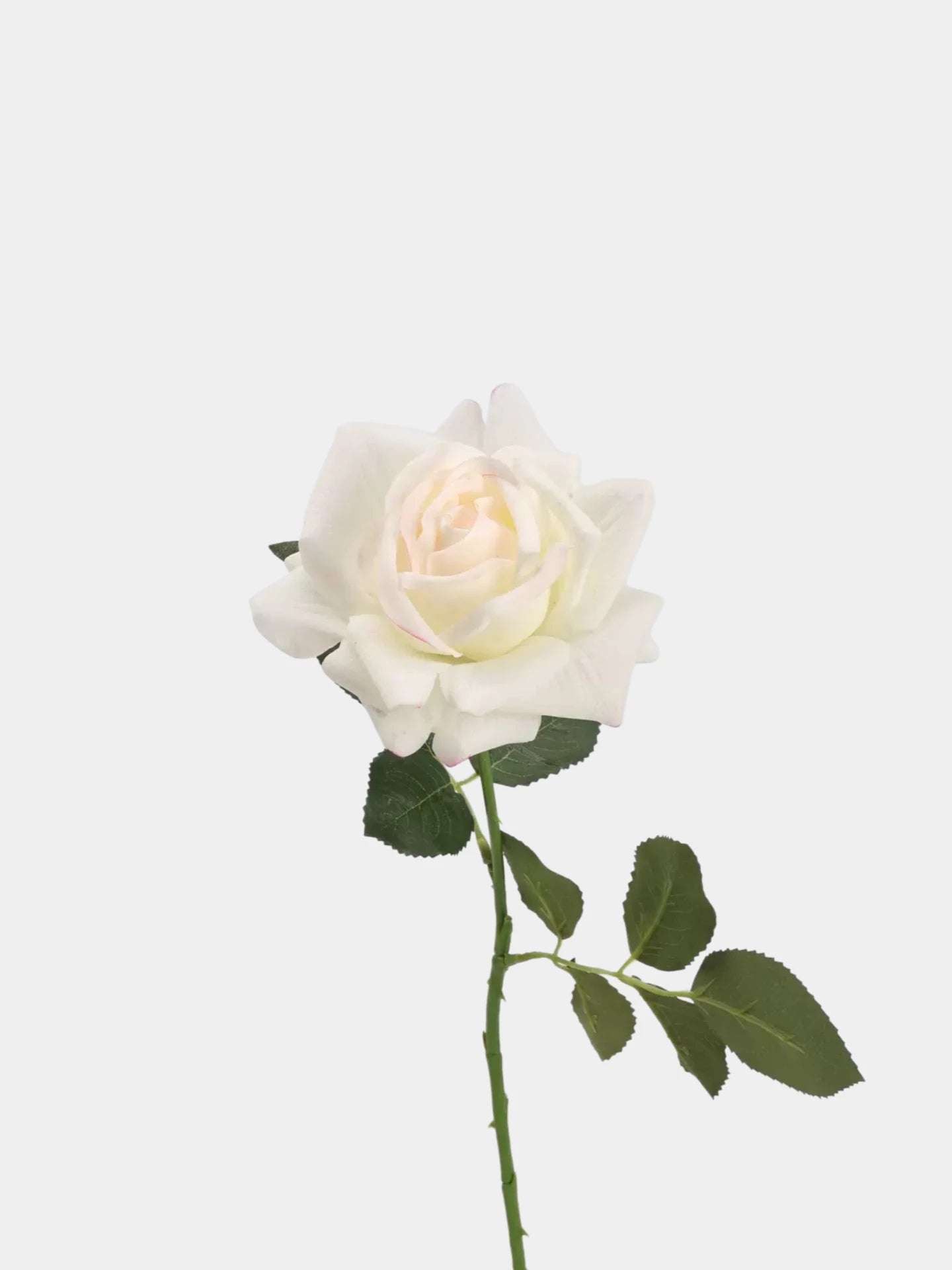 Echte Rosenstiel – 63,5 cm