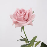 Echte Rosenstiel – 63,5 cm