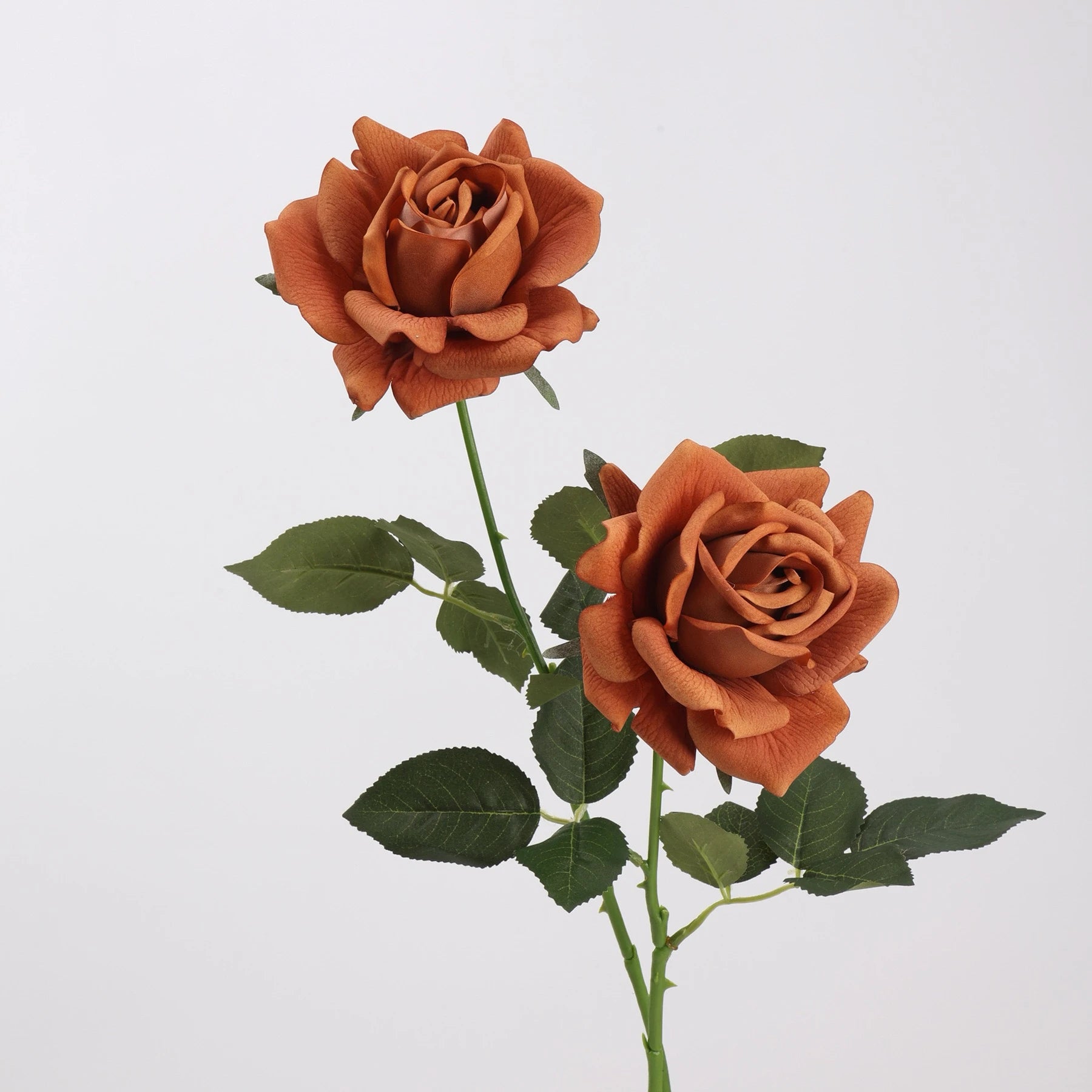 Echte Rosenstiel – 63,5 cm