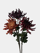 Real Touch Spider Chrysanthemum Flower Stem – 31"/80cm