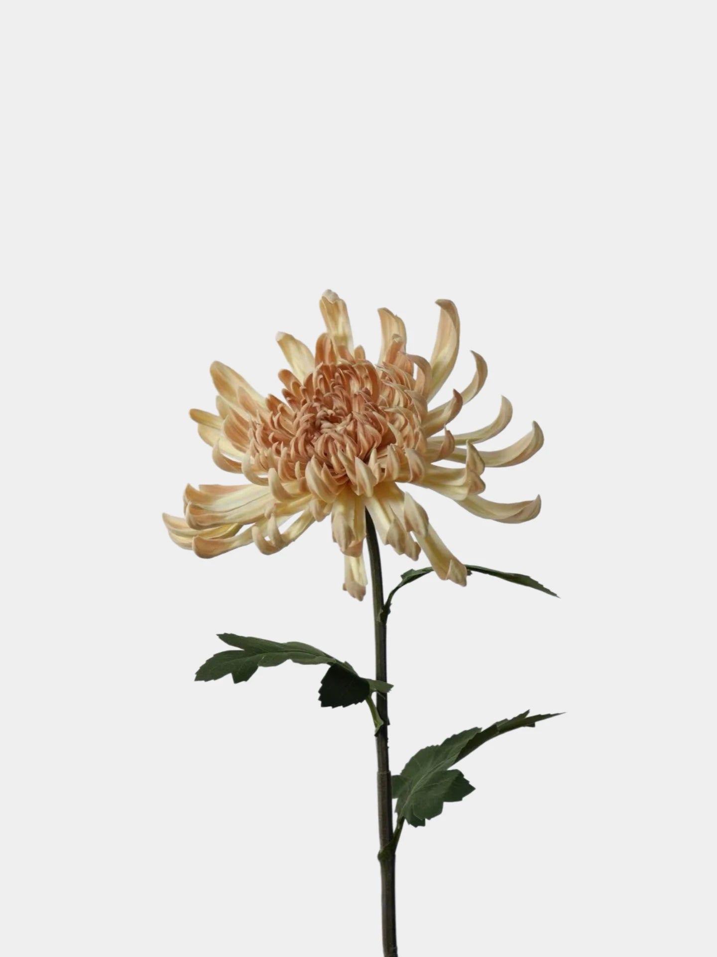 Real Touch Spider Chrysanthemum Flower Stem – 31"/80cm