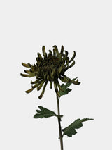 Real Touch Spider Chrysanthemum Flower Stem – 31"/80cm