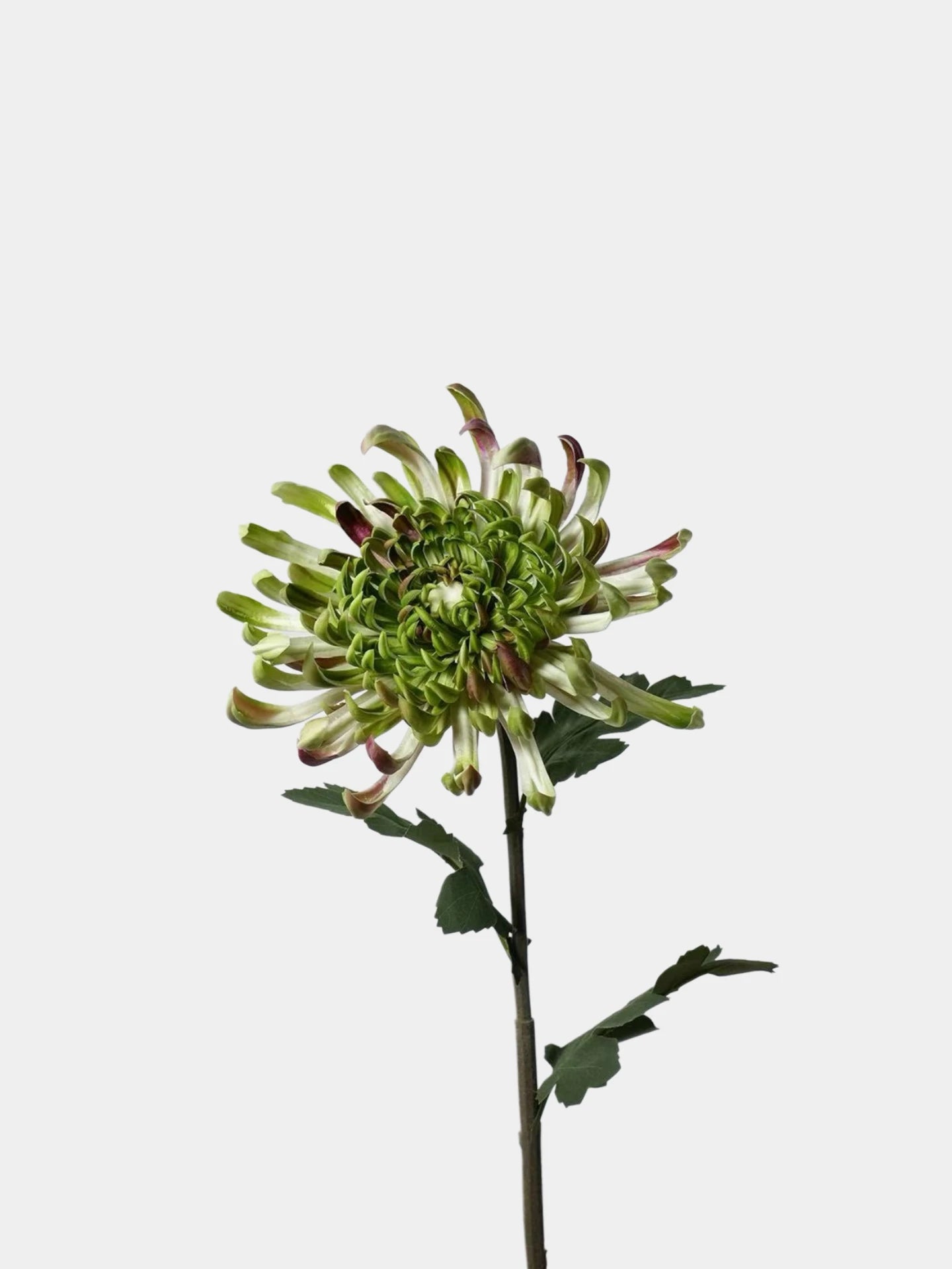 Real Touch Spider Chrysanthemum Flower Stem – 31"/80cm