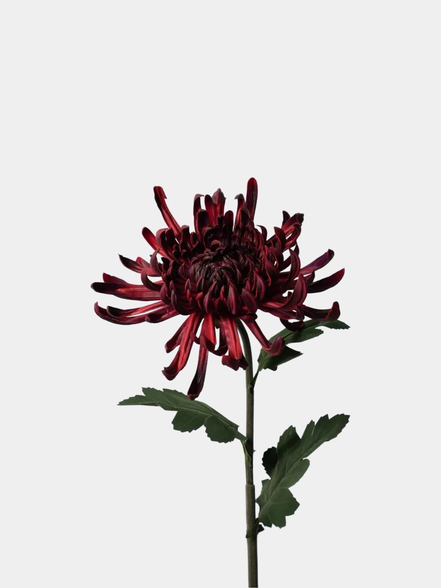Real Touch Spider Chrysanthemum Flower Stem – 31"/80cm