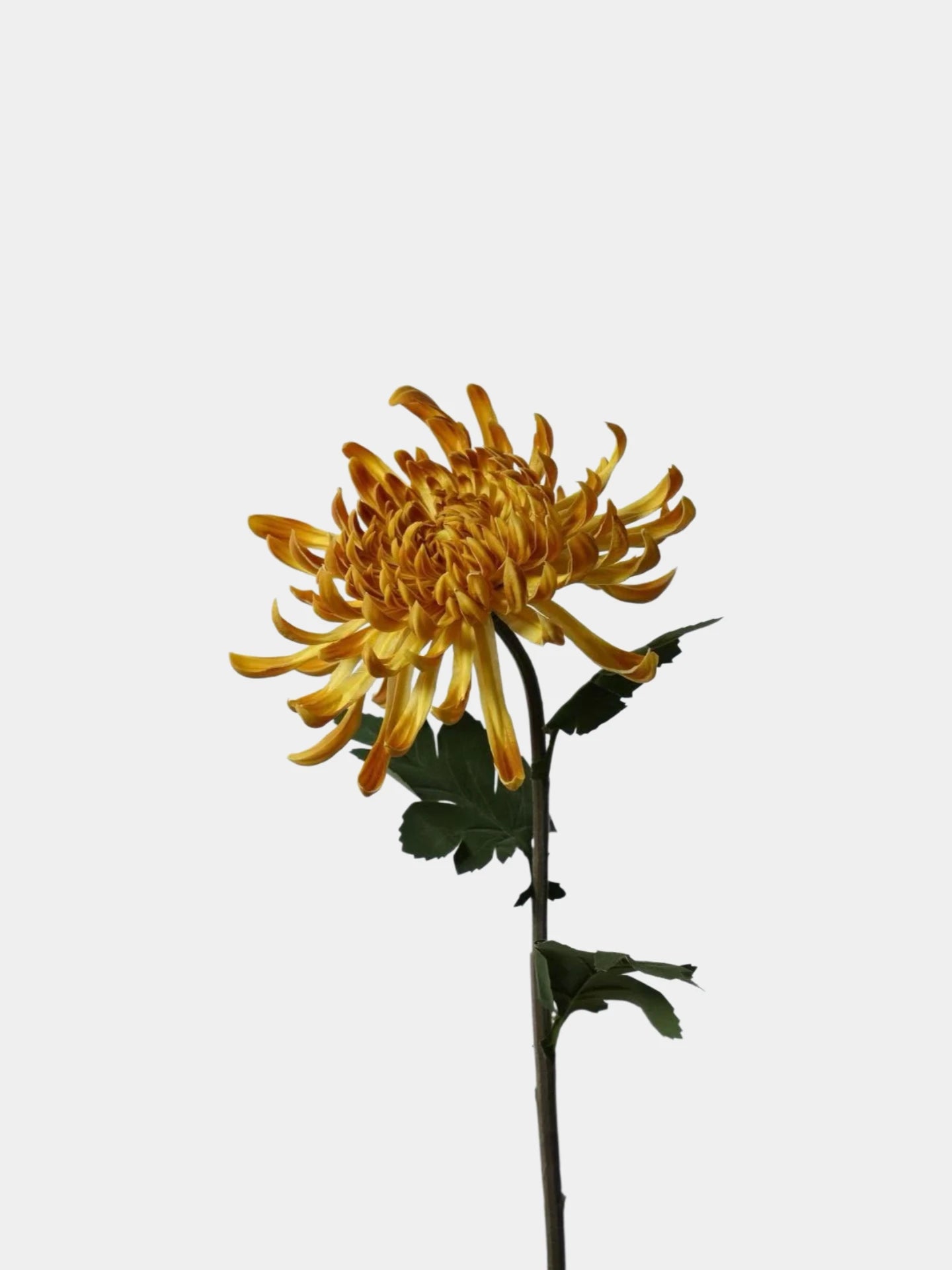 Real Touch Spider Chrysanthemum Flower Stem – 31"/80cm