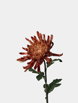 Real Touch Spider Chrysanthemum Flower Stem – 31"/80cm