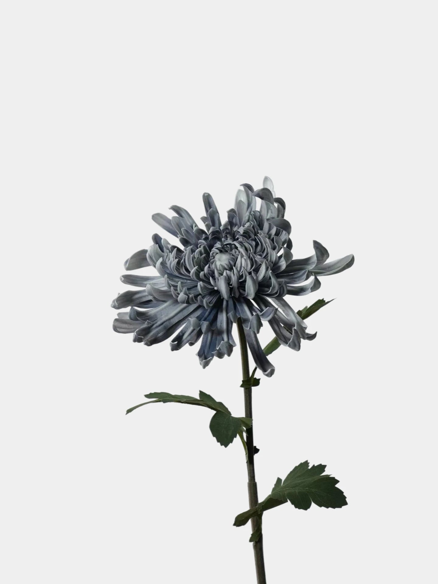 Real Touch Spider Chrysanthemum Flower Stem – 31"/80cm