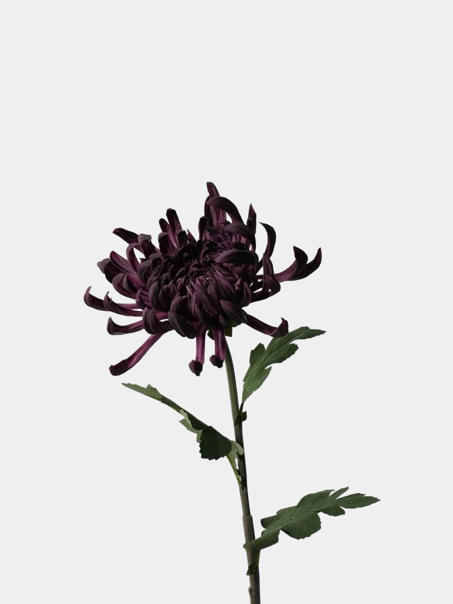 Real Touch Spider Chrysanthemum Flower Stem – 31"/80cm