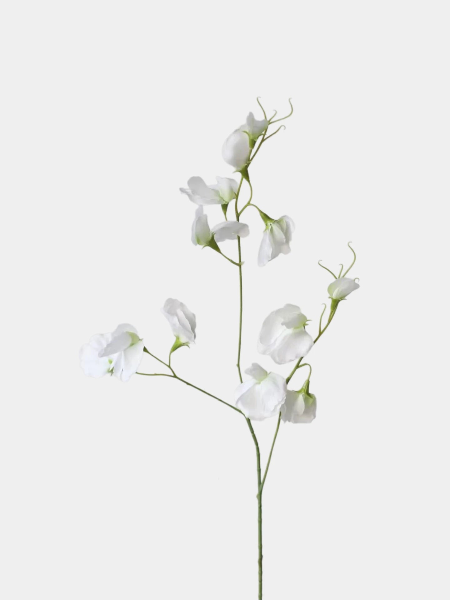 Echte Seidenwicke – 71 cm