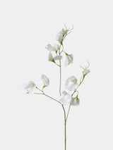 Echte Seidenwicke – 71 cm