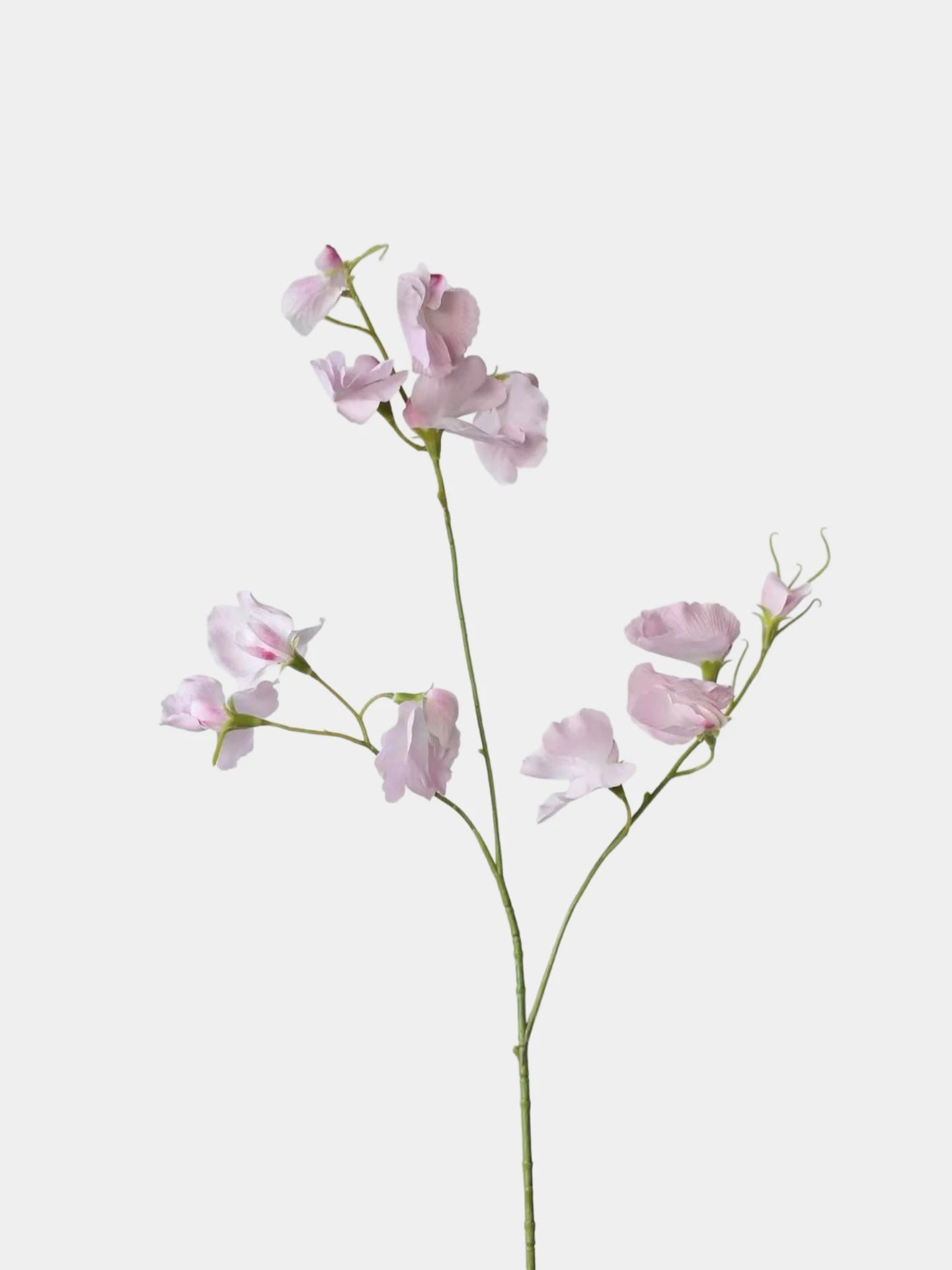 Echte Seidenwicke – 71 cm