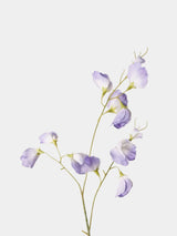 Echte Seidenwicke – 71 cm