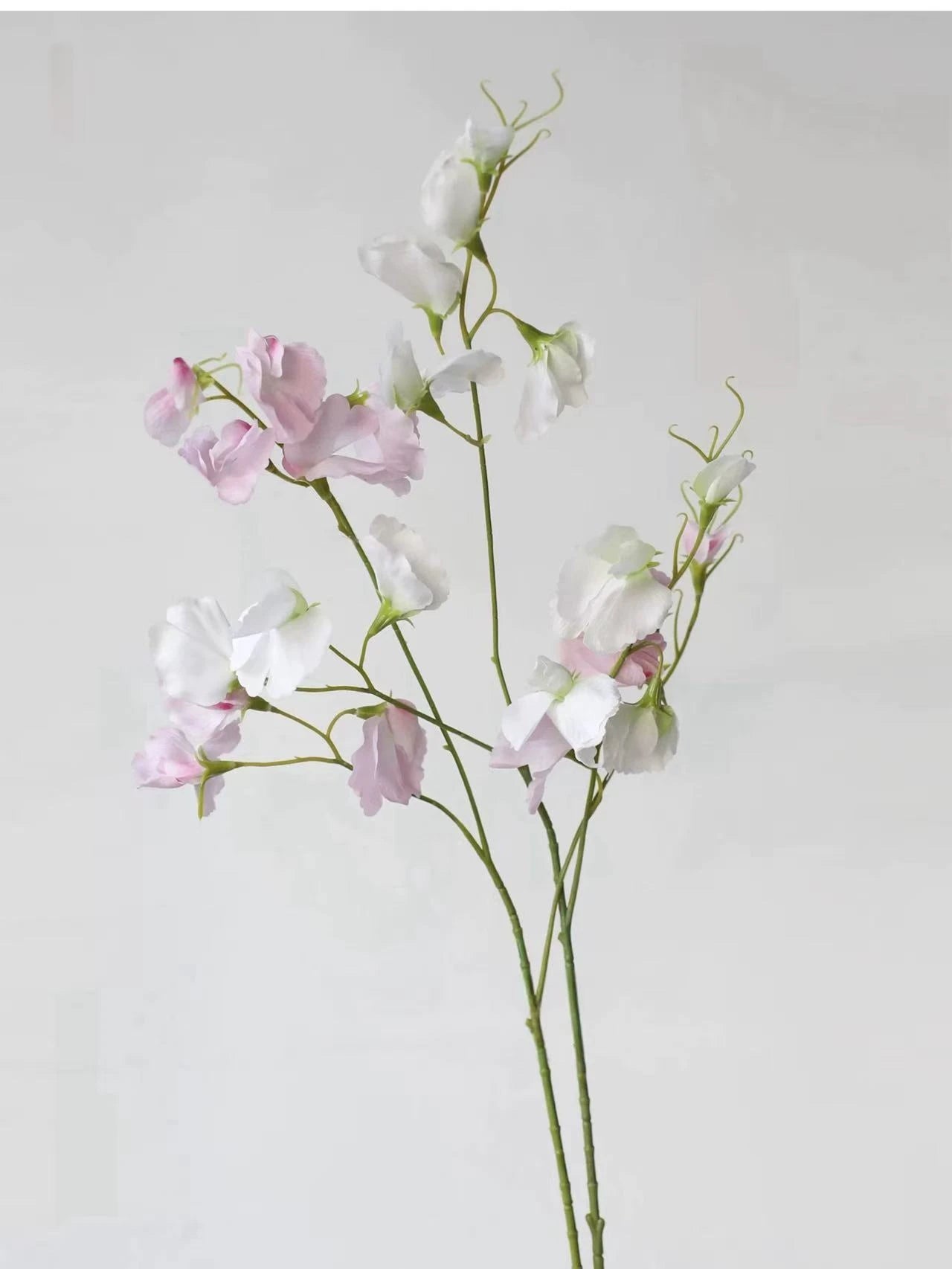 Echte Seidenwicke – 71 cm