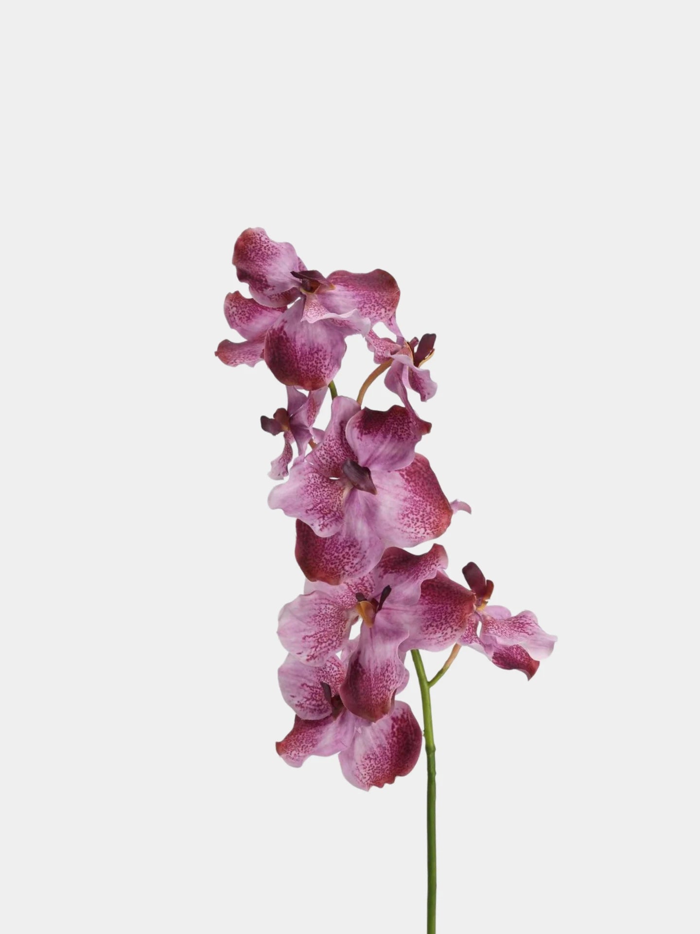 Real Touch Vanda Orchid Stem – 34"